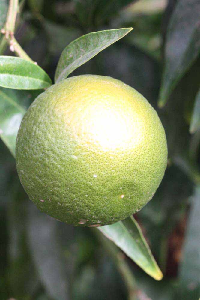            Immature fruit (Riverside, CA)   